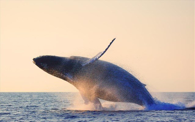 Λύπη για τον πληθυσμό φαλαινών, μειώνεται ανά τον κόσμο