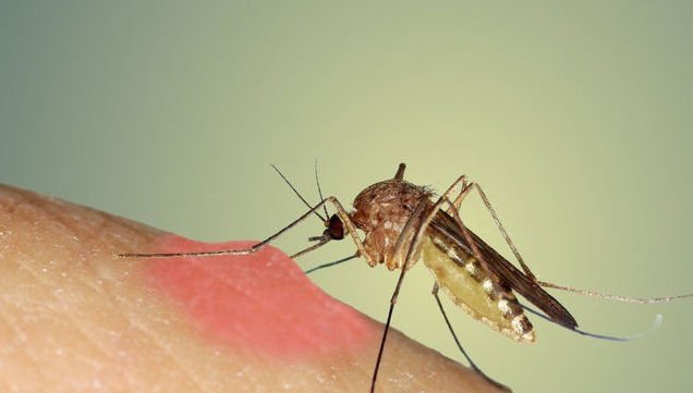Ο παράξενος λόγος που τα κουνούπια προτιμούν να τσιμπάνε ορισμένους ανθρώπους