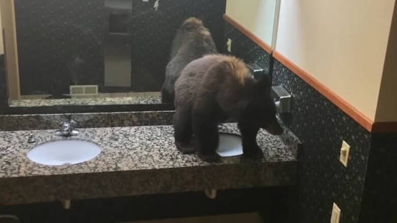 ΗΠΑ: Αρκούδα αράζει στο... μπάνιο ξενοδοχείου! (photo)