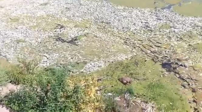 Σοκάρει η εικόνα με τα εκατοντάδες νεκρά ψάρια στον Πηνειό (video)