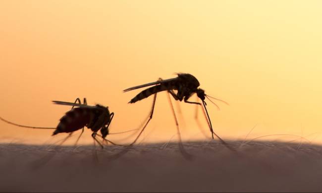 ΕΟΔΥ: Ανακοίνωσε το πρώτο κρούσμα του ιού του Δυτικού Νείλου