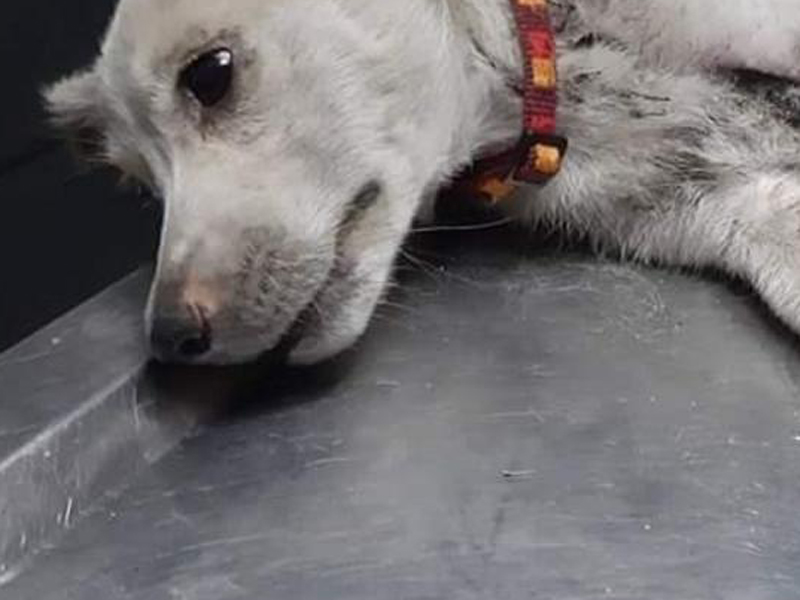 Φρίκη: Πυροβόλησαν και σκότωσαν σκύλο σε αυλή σπιτιού στη Ζάκυνθο