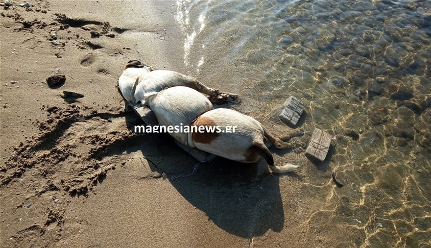 Σοκ στον Βόλο: Έδεσε πέτρες σε σκύλο και τον έπνιξε στη θάλασσα