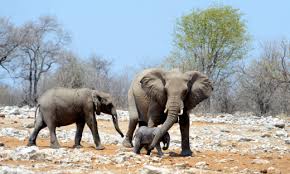 Ζιμπάμπουε: Περισσότεροι από 50 ελέφαντες θύματα της ξηρασίας σε διάστημα ενός μήνα