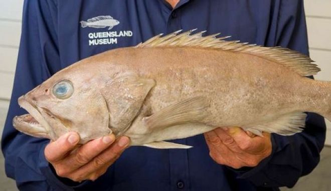 Ανακαλύφθηκε νέο είδος ψαριού