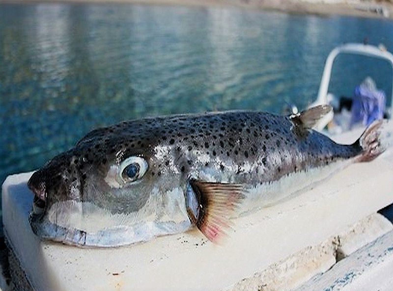 Εισβολή τοξικών ψαριών στο Αιγαίο - Οι ψαράδες εκπέμπουν SOS