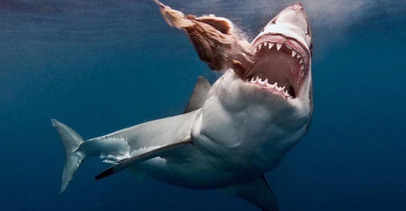 Απίστευτο: 8χρονος έπιασε καρχαρία-τίγρη 314 κιλών