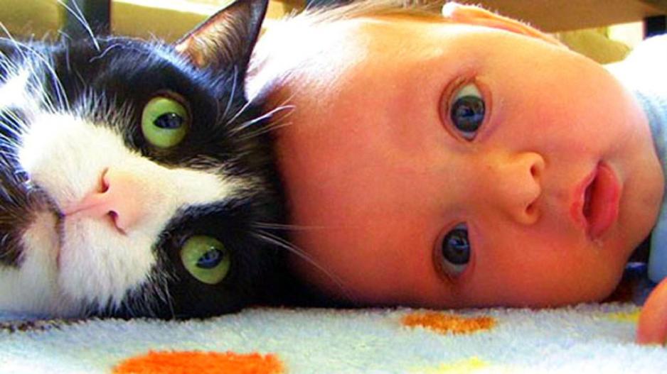 Απίστευτο: Γάτα ορμά σε μωρό για να το σώσει!