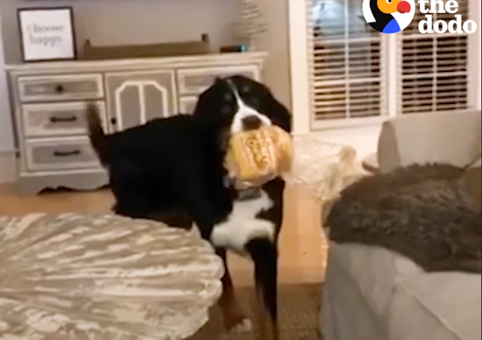 Δείτε πόσο πολύ αρέσει σε αυτό το σκυλάκι το ψωμί του τοστ!