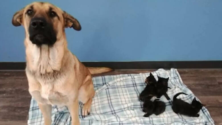 Αδέσποτη σκυλίτσα έσωσε νεογέννητα γατάκια από το ψύχος