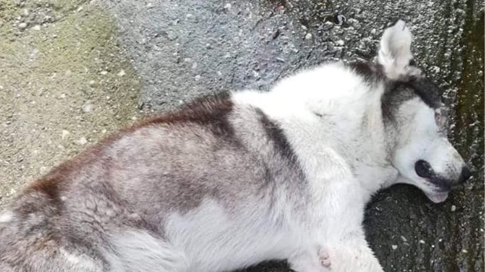 Απίστευτη κτηνωδία στο Μεσολόγγι: Άγνωστος έβγαλε τα μάτια σκύλου