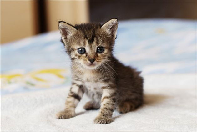 Φρίκη στη Μυτιλήνη: Ξεκοίλιασαν γάτα για να δουν... αν έχει μωρά