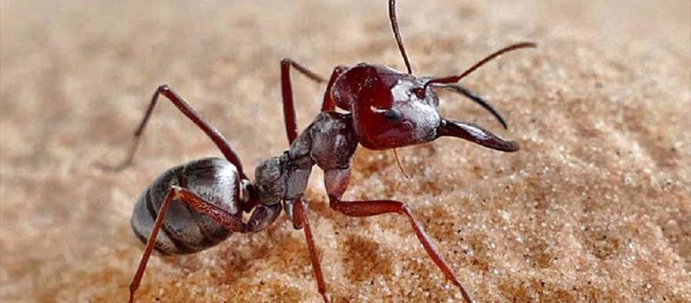 Δραπέτευσαν 1.000.000 μυρμήγκια κανίβαλοι!