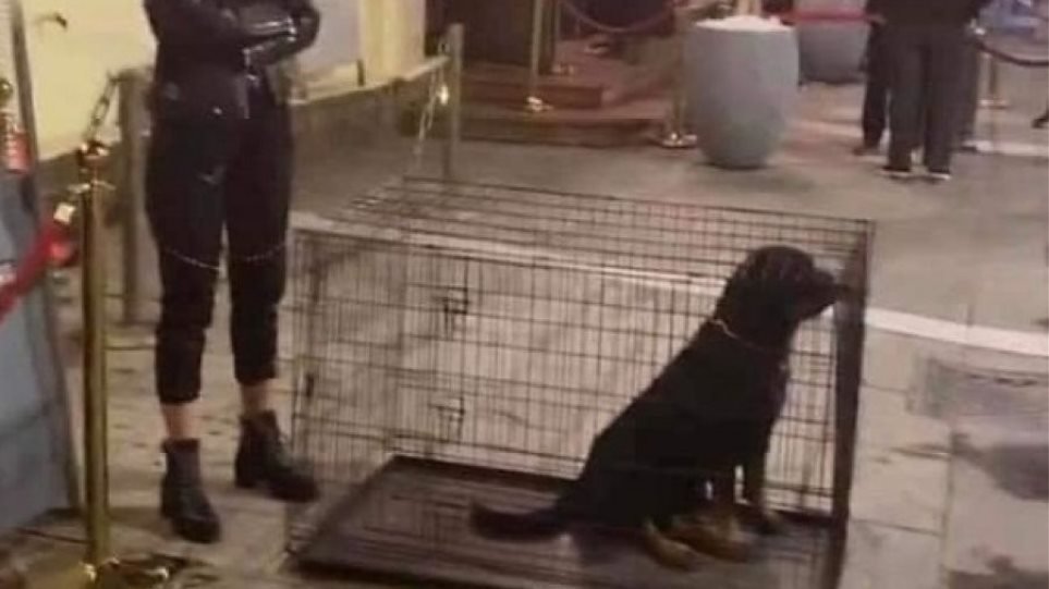 Κέντρο διασκέδασης στη Θεσσαλονίκη έκλεισε σκυλιά μέσα σε κλουβιά