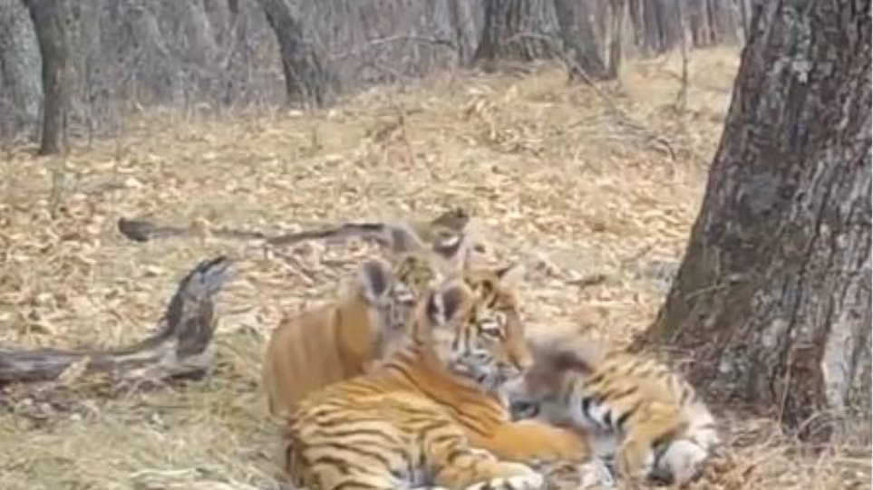 Οι τίγρεις της Ρωσίας μοιάζουν...αξιολάτρευτες (Video)