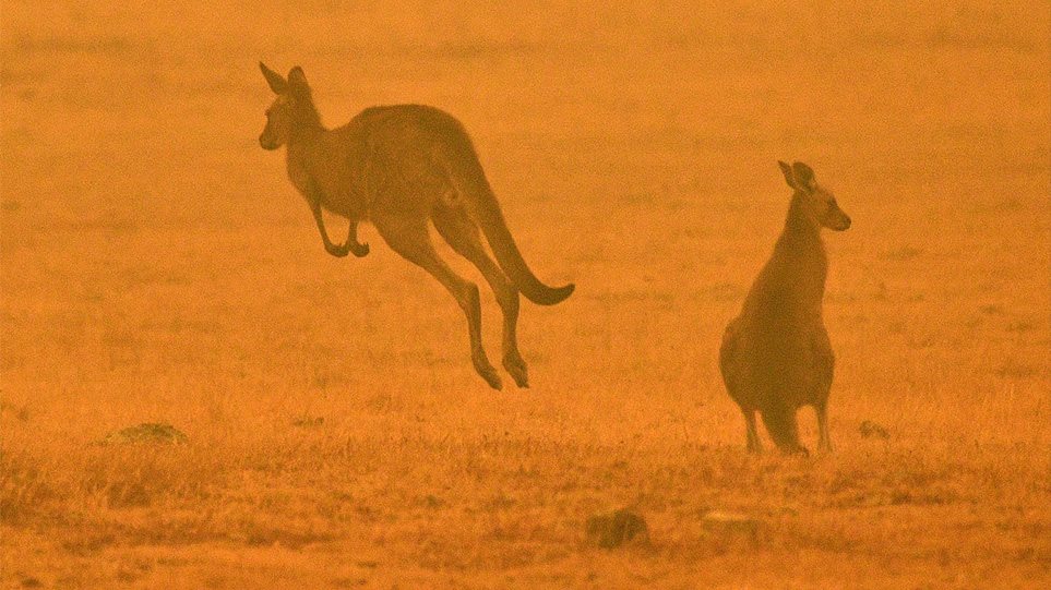 Αυστραλία: Σκοτώνουν τα ζώα τους για να μην υποφέρουν