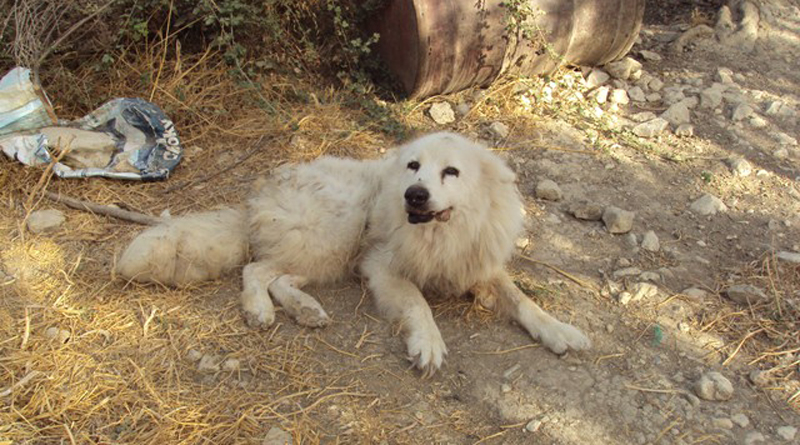 Φυλακή 6 χρόνια για παράνομο εκτροφέα ζώων στην Κρήτη