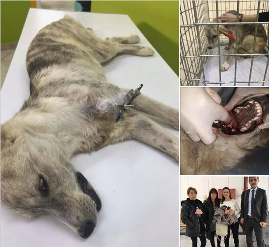 Ηγουμενίτσα: Αυστηρή ποινή για κακοποίηση σκύλου