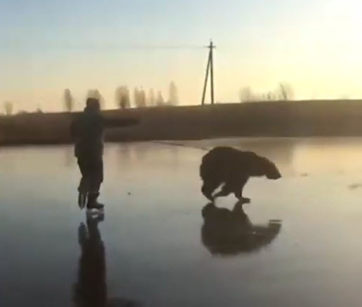Γιάροσλαβ Ρωσία: Αρκούδα και άνθρωπος κάνουν παρέα πατινάζ