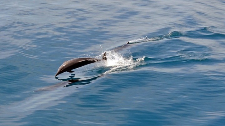 Τουλουπάκη - Καραντίνα: Άγρια θαλάσσια ζώα επιστρέφουν στο σπίτι τους