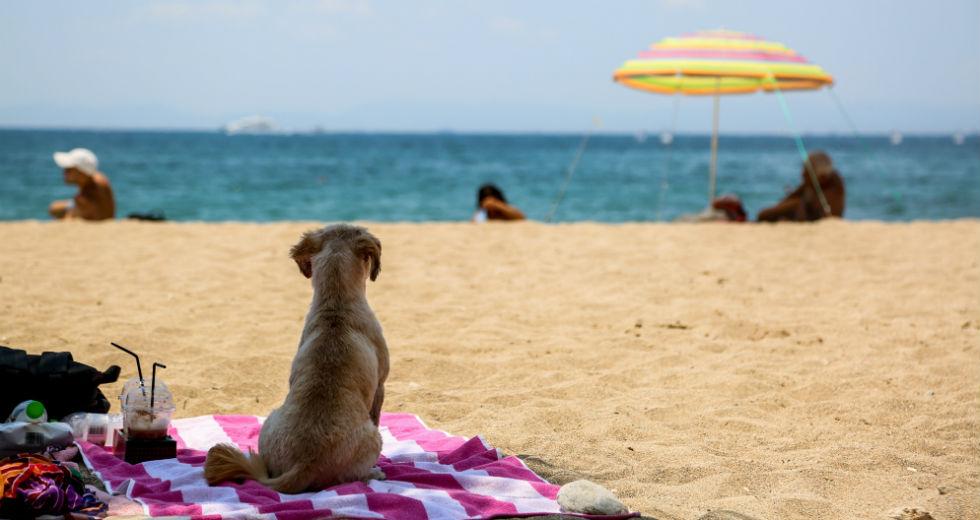 Κορωνοϊός και καλοκαίρι 2020: Τι λένε οι ειδικοί για τις διακοπές