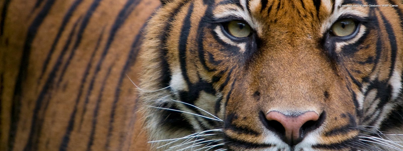 Κορωνοϊός: Η πρώτη τίγρη που νοσεί από τον ιό
