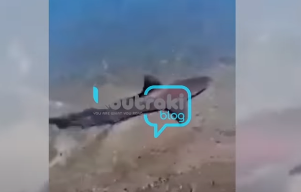ΣΟΚ: Καρχαρίας κολυμπάει στα ρηχά σε παραλία της Κορίνθου