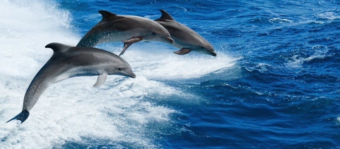 Δελφίνια..."χορεύουν" σε παραλία στη Φθιώτιδα