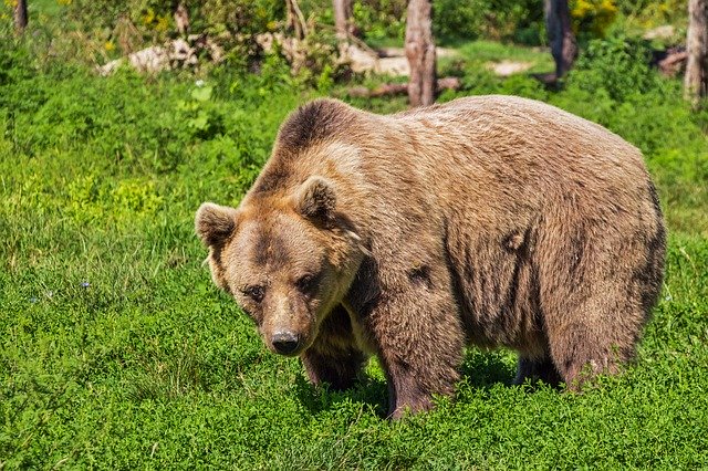 Καστοριά: 26χρονος γλύτωσε από το ...πέρασμα αρκούδας