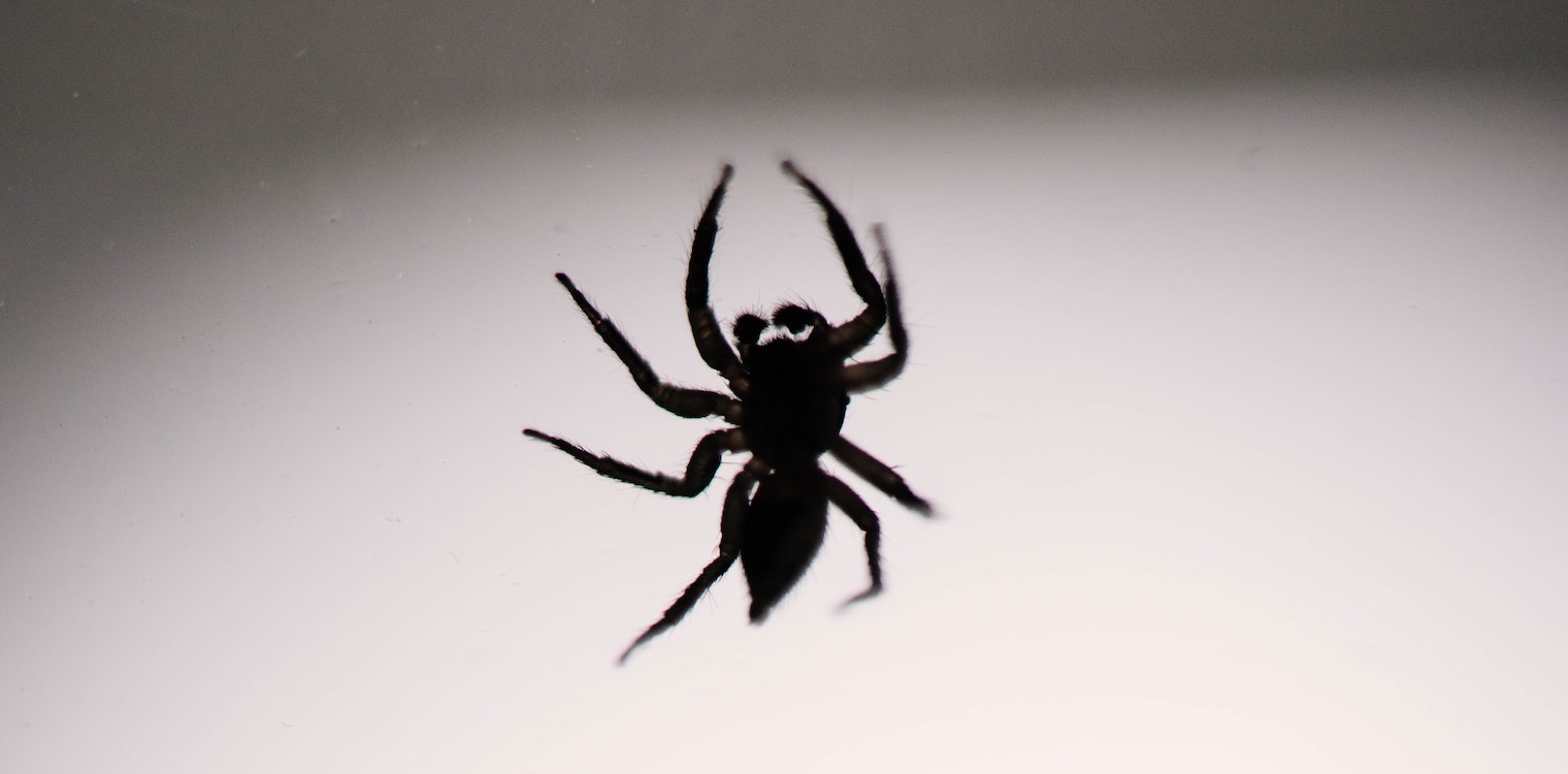 Έντονη ανησυχία στη Δυτική Ελλάδα από τα περιστατικά με τη δηλητηριώδη αράχνη