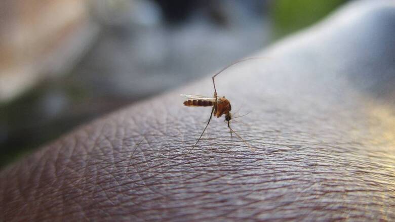 ΙΣΑ: Συμβουλές προστασίας για τα κουνούπια και τον ιό του Δυτικού Νείλου
