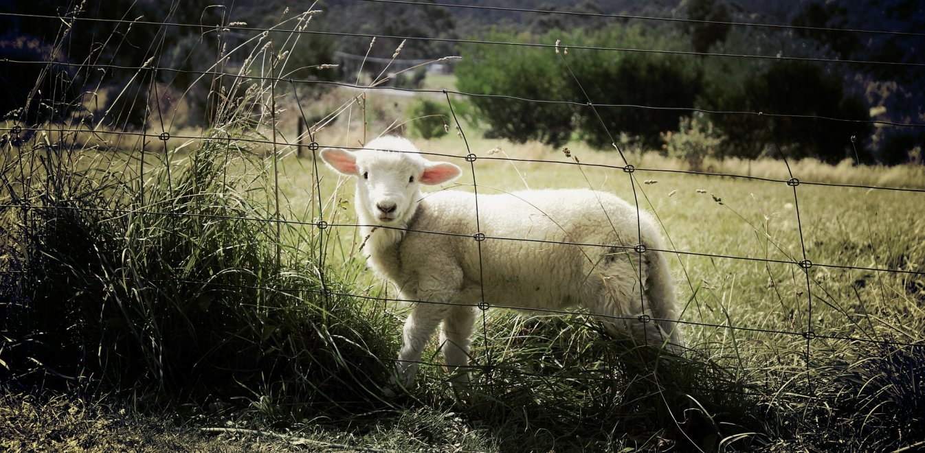 Το ακριβότερο πρόβατο του κόσμου - Πωλήθηκε έναντι 408.000 ευρώ σε δημοπρασία