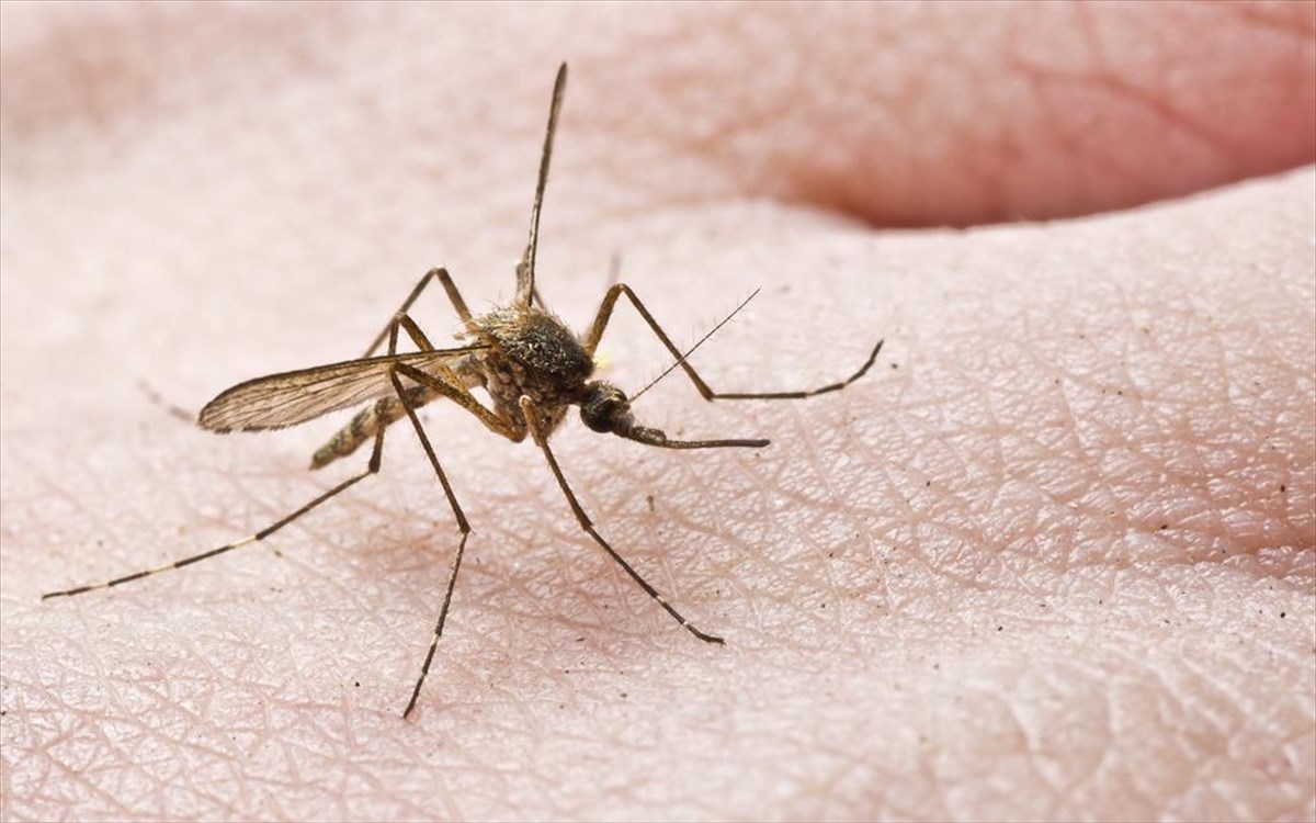 Πότε είναι ανησυχητικό το τσίμπημα του κουνουπιού για την υγεία μας
