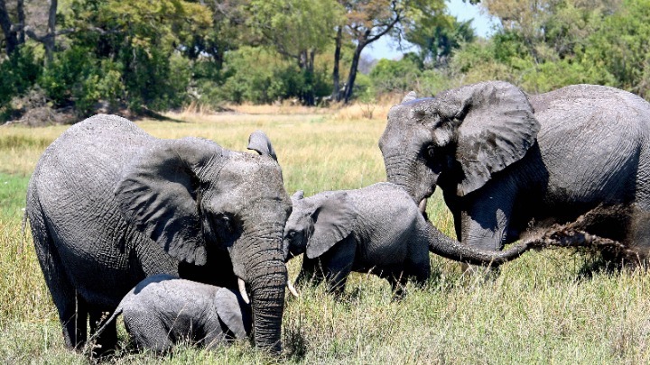 Κένυα: Υπερδιπλασιάστηκαν οι ελέφαντες μέσα σε 30 χρόνια, χάρη στην καταπολέμηση της λαθροθηρίας