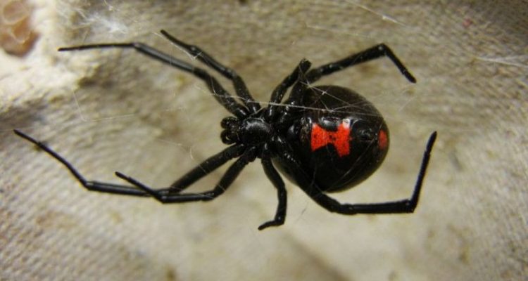 Στο νοσοκομείο του Ρίου νοσηλεύεται 36χρονος από τσίμπημα μαύρης αράχνης