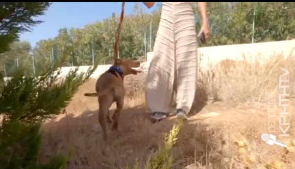 Κρήτη: Σε διαθεσιμότητα ο υπάλληλος που φέρεται να βασάνισε τον σκύλο