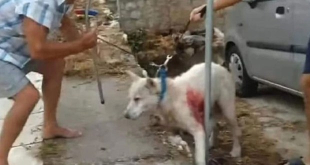 Αλέξης Κούγιας: Αρνήθηκα κατηγορηματικά να υπερασπιστώ τον άνθρωπο που μαχαίρωσε τον σκύλο