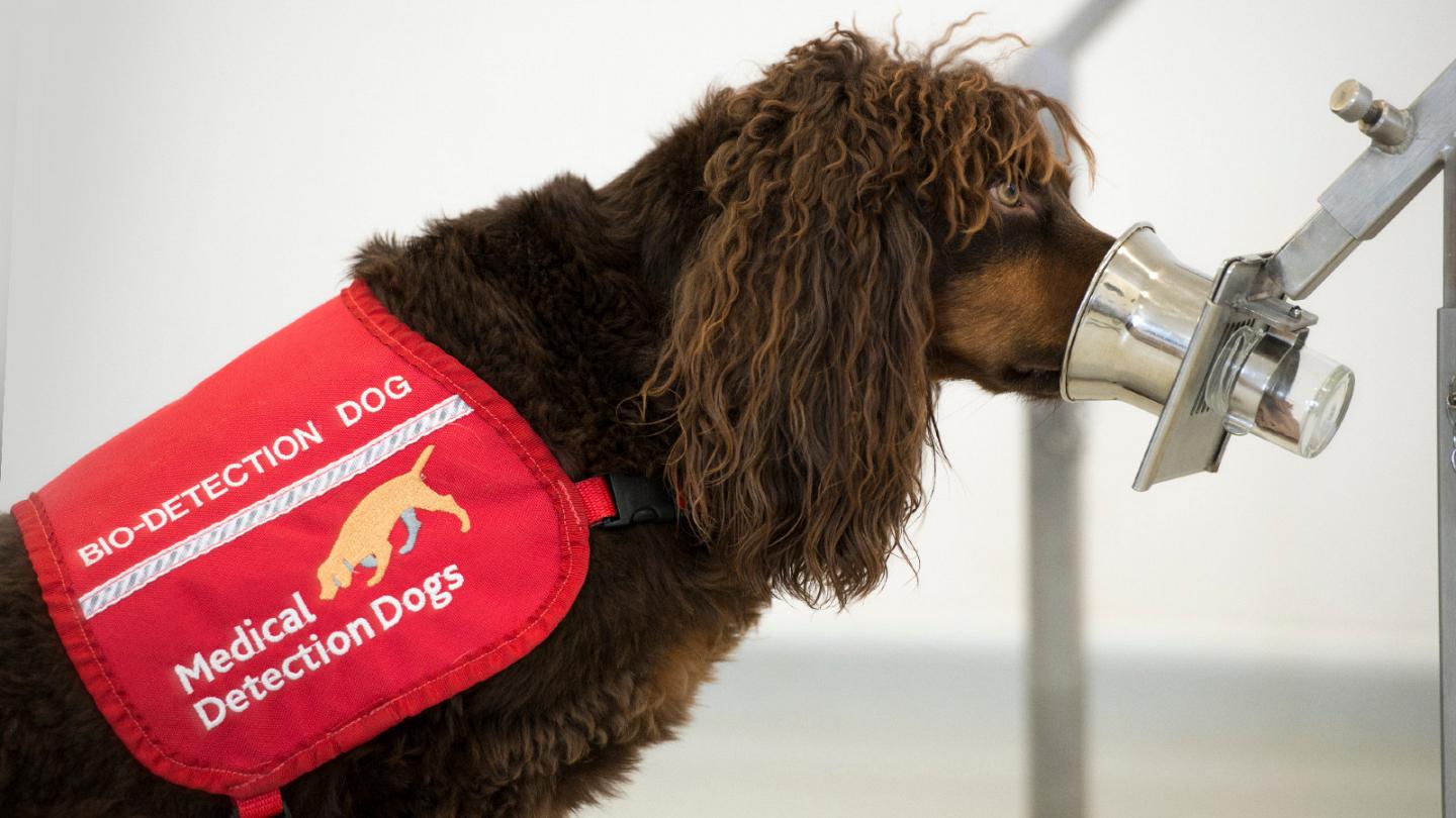 Το ξέρατε ότι οι σκύλοι μυρίζουν τον κορωνοϊό;