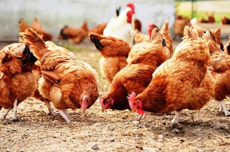 Η Δανία θανατώνει 25.000 κοτόπουλα αφότου εντόπισε κρούσματα γρίπης των πτηνών