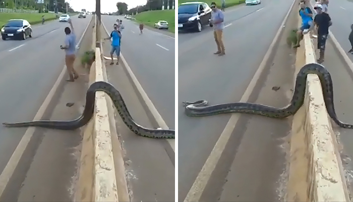 Βραζιλία: Γιγαντιαίο φίδι ανακόντα βγήκε βόλτα σε κεντρική λεωφόρο!(viral βίντεο)