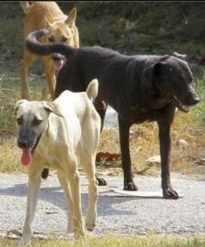 Εύβοια: Σκυλιά κατασπάραξαν 60χρονη γυναίκα