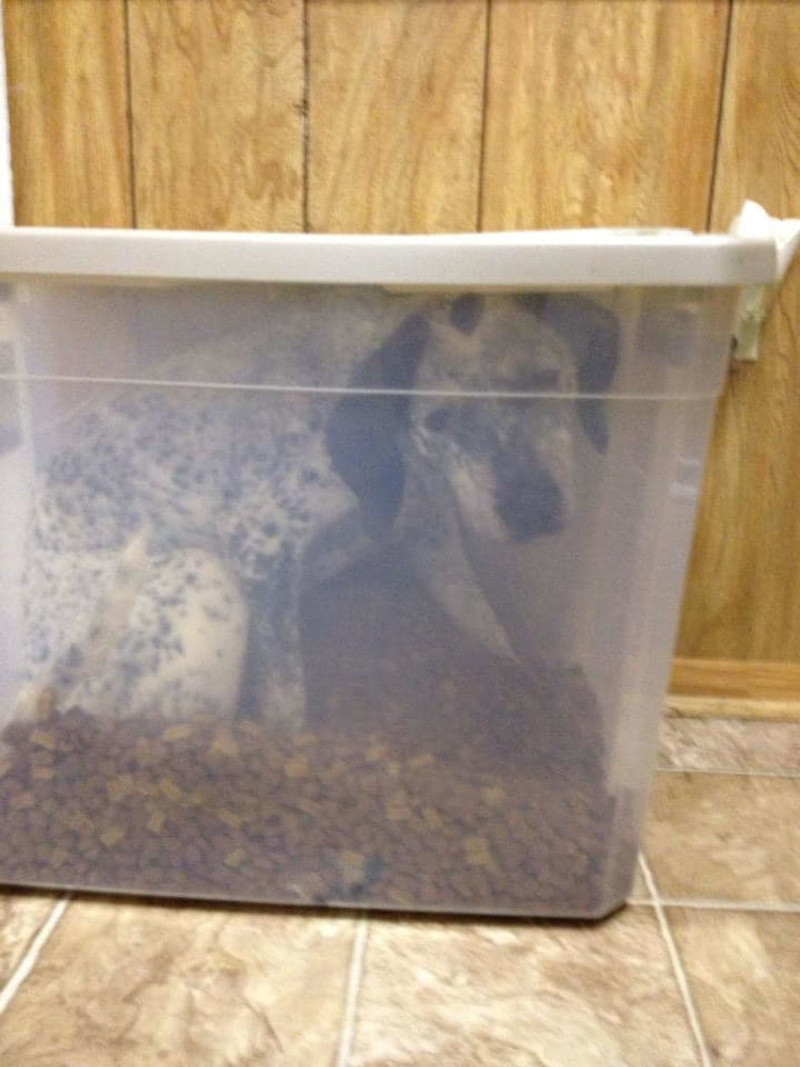Viral ανάρτηση: Σκύλος βρέθηκε σε μπαούλο με κροκέτες!