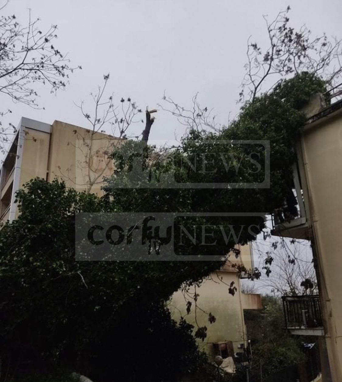 Καιρός: Σφοδρή κακοκαιρία «σφυροκοπά» την Κέρκυρα - Δέντρο έπεσε σε πολυκατοικία