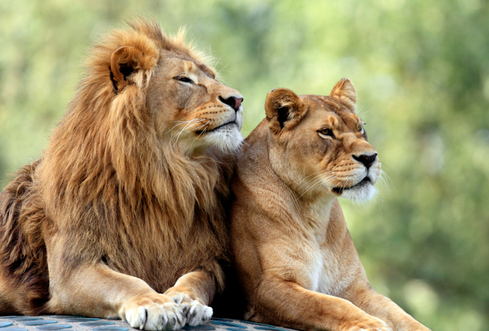 Ισπανία:  βρήκαν θετικά στον κορωνοϊό  τέσσερα λιοντάρια!
