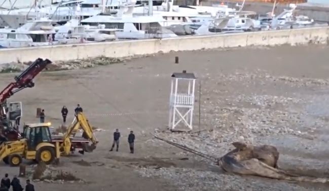Νεκρή φάλαινα ξεβράστηκε στην παραλία της Φρεαττύδας (βίντεο)