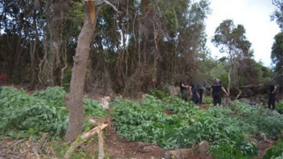 Χανιά: Εντοπίστηκαν 2.370 δενδρύλλια κάνναβης στην ευρύτερη περιοχή