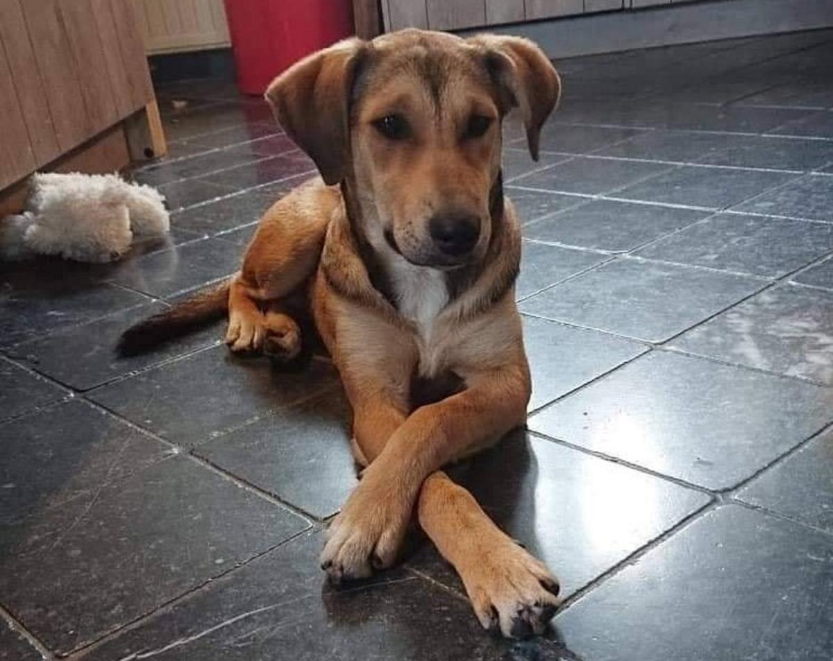 Λάρισα: Μαχαίρωσε αδέσποτο σκύλο στον Τύρναβο – Οργή για την επίθεση και τις απίστευτες εξηγήσεις