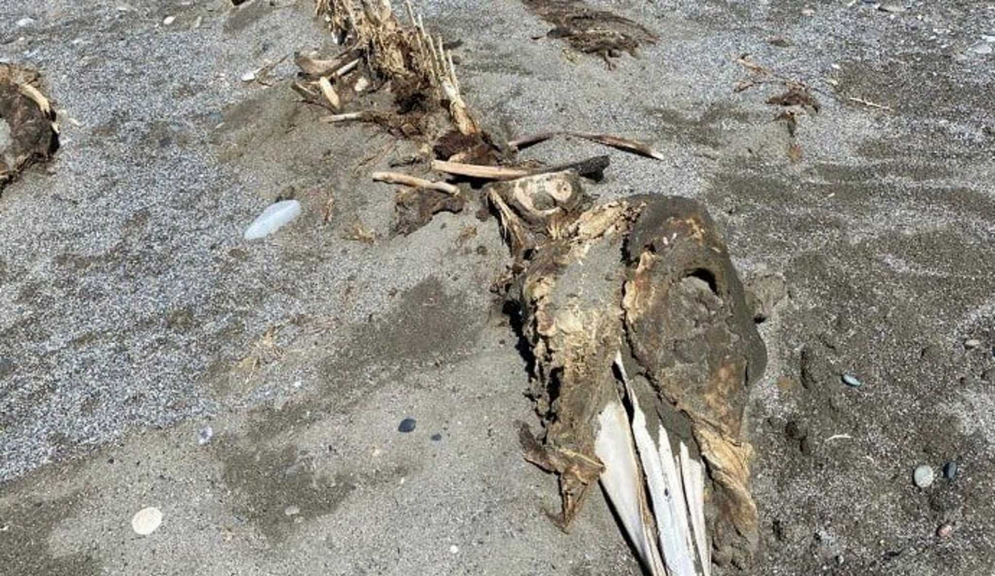 Ρέθυμνο: Περίεργος σκελετός τριών μέτρων ξεβράστηκε στην παραλία – Εικόνες μυστηρίου
