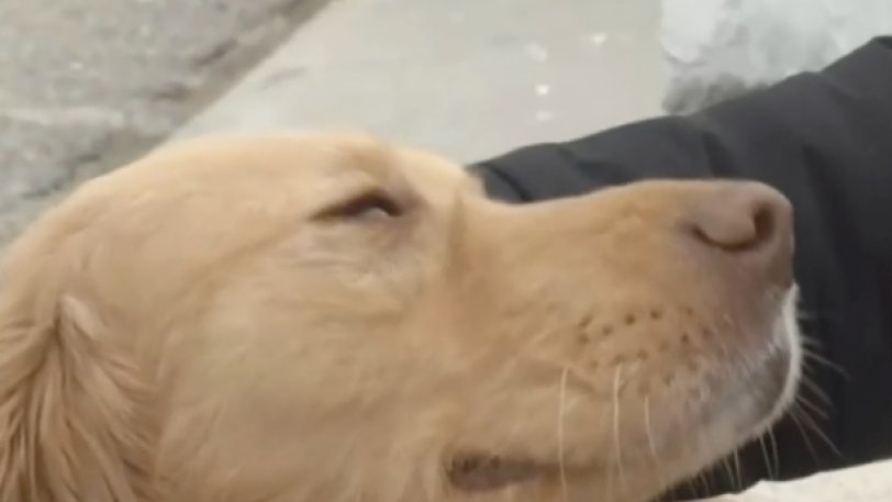 Σκύλος έσωσε οικογένεια στα Τρίκαλα λίγο πριν από τον σεισμό (βίντεο)