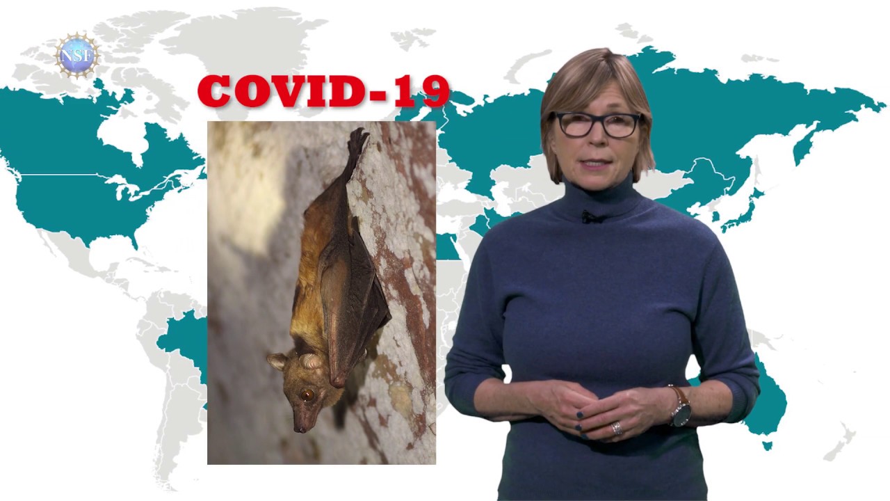 Παγκόσμιος Οργανισμός Υγείας: Η νυχτερίδα  «πιθανή έως πολύ πιθανή» υπεύθυνη για την μετάδοση του κορωνοϊού